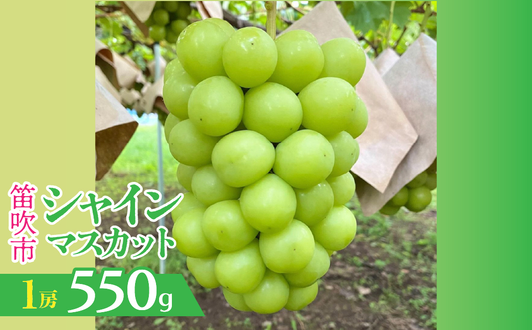 【2026年発送★先行予約】山梨県笛吹市産　シャインマスカット 1房 約550g 230-009