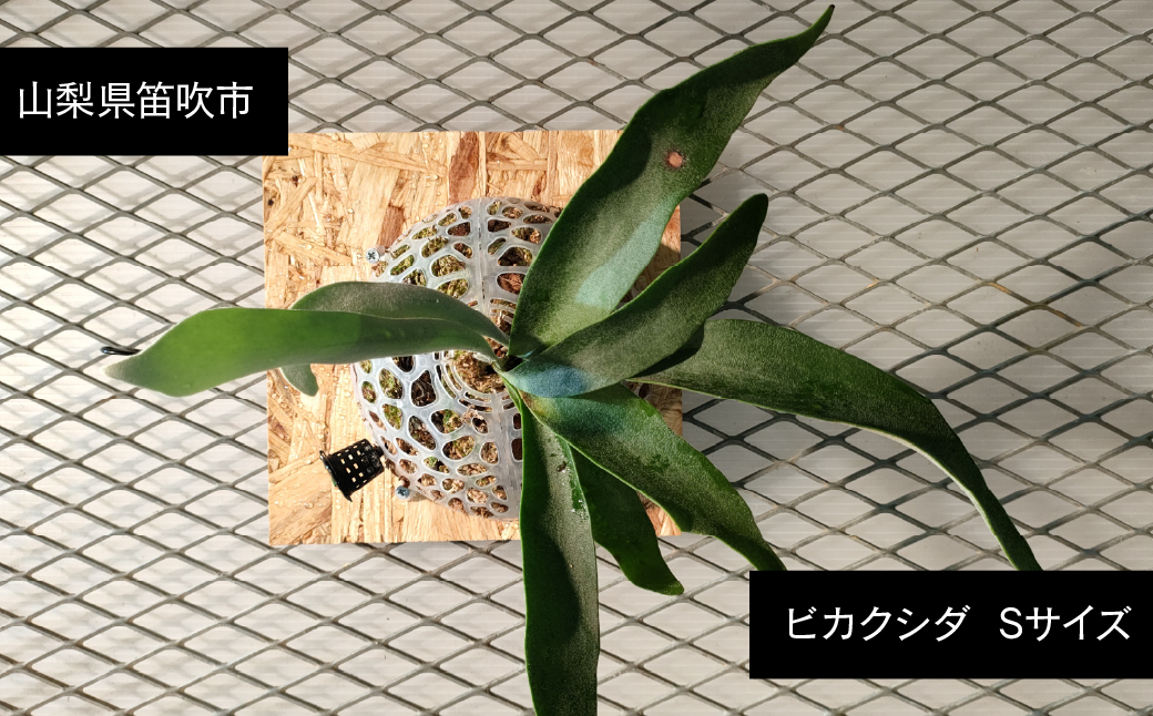 ビカクシダ Sサイズ 【3月～11月発送】　232-001 ふるさと納税 ヒガクシダ 植物 観葉植物 インテリア