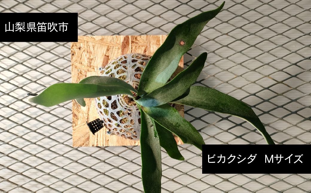 ビカクシダ Mサイズ 【3月～11月発送】 232-002 ふるさと納税 ヒガクシダ 植物 観葉植物 インテリア