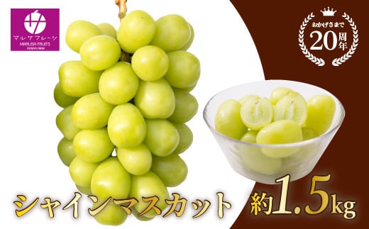 シャインマスカット 約1.5 kg以上 大房2房山梨県笛吹市一宮産 朝採り 産地直送 088-012