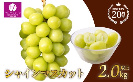 シャインマスカット 約2.0kg以上 山梨県笛吹市一宮産 朝採り 産地直送088-030|シャインマスカット 2kg 2キロ ぶどうシャインマスカット 2kg 2キロ ぶどうシャインマスカット 2kg 2キロ ぶどうシャインマスカット 2kg 2キロ ぶどうシャインマスカット 2kg 2キロ ぶどうシャインマスカット 2kg 2キロ ぶどうシャインマスカット 2kg 2キロ ぶどう
