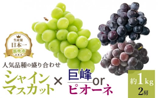 厳選!! 池田青果の[大人気ぶどう2種盛り合わせ]シャインマスカット・巨峰 or ピオーネ(1.0kg)173-002|シャインマスカット 巨峰 ピオーネシャインマスカット 巨峰 ピオーネシャインマスカット 巨峰 ピオーネシャインマスカット 巨峰 ピオーネシャインマスカット 巨峰 ピオーネシャインマスカット 巨峰 ピオーネ