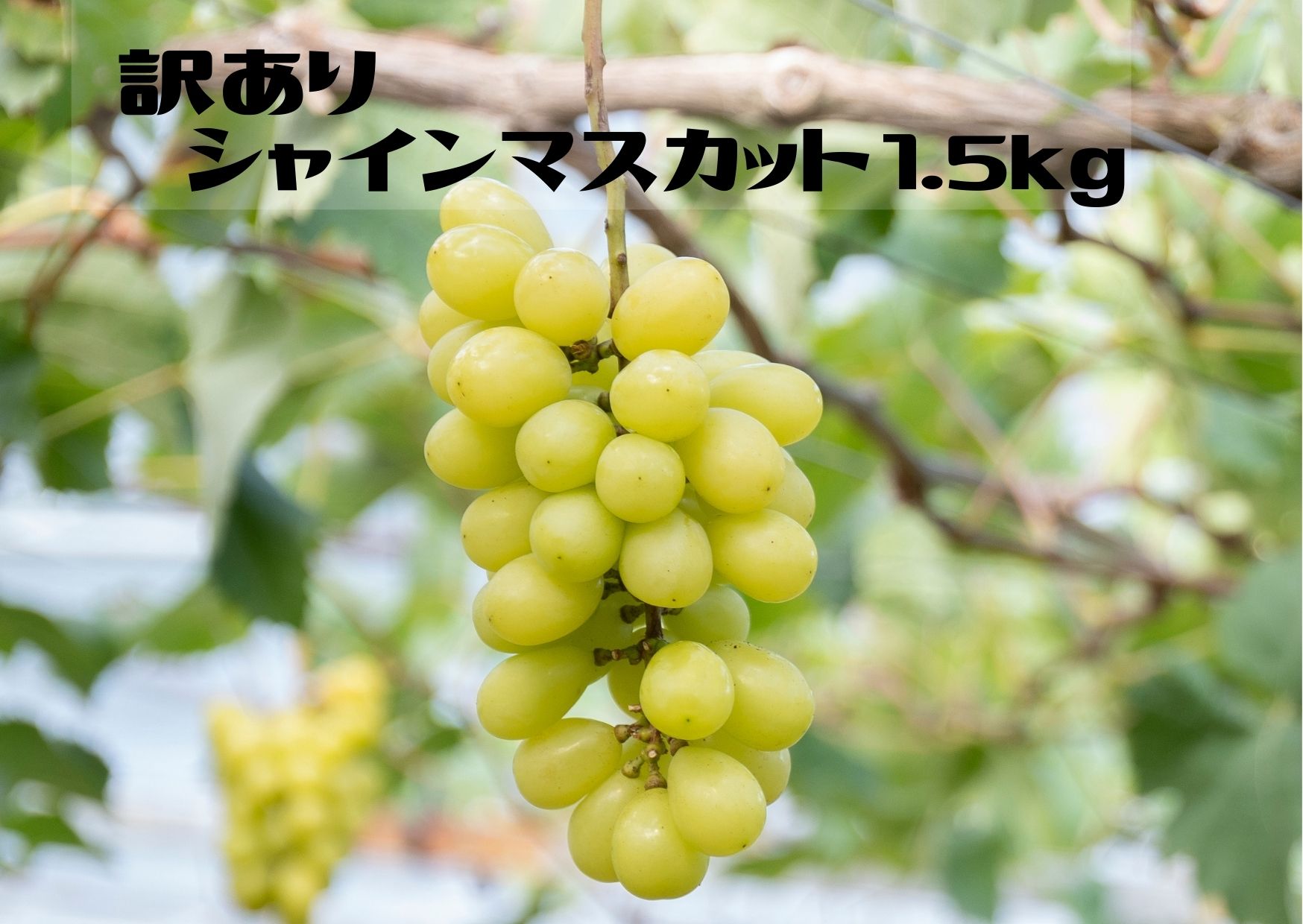 [25年発送先行予約][ご家庭用に]笛吹市産『訳ありシャインマスカット』1.5kg 167-013|シャインマスカット 笛吹市 訳あり 家庭用シャインマスカット 笛吹市 訳あり 家庭用シャインマスカット 笛吹市 訳あり 家庭用シャインマスカット 笛吹市 訳あり 家庭用シャインマスカット 笛吹市 訳あり 家庭用シャインマスカット 笛吹市 訳あり 家庭用シャインマスカット 笛吹市 訳あり 家庭用