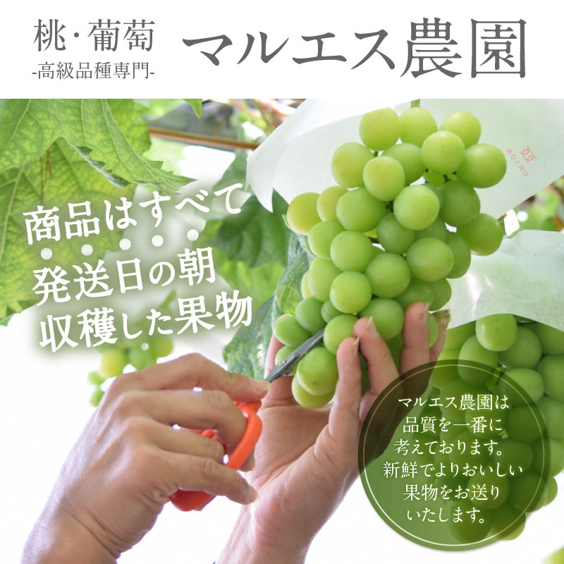 クール配送 サンシャインレッド シャインマスカット 計1.2kg以上【2026年発送】（MS）C1-162