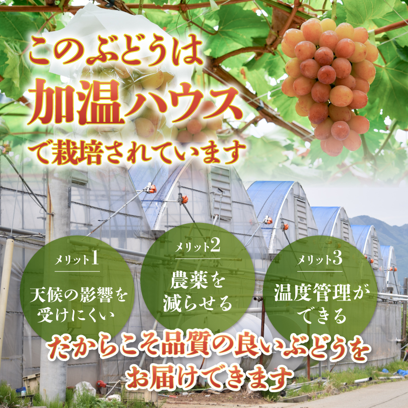 クール配送 加温ハウス サンシャインレッド シャインマスカット 合計1.2kg以上【2026年発送】（MS）D-162