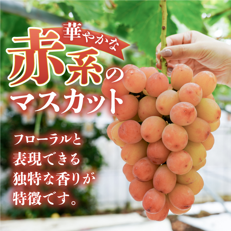 クール配送 山梨県限定品種 サンシャインレッド 合計1.2kg以上【2026年発送】（MS）D-127