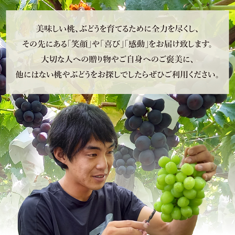 クイーンセブン(種無し)2房(400gパック×2)朝採り直送【平均糖度24度】【2025年発送】（AF）B-459