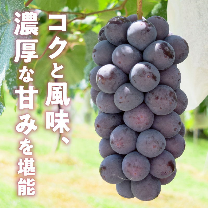 【クール配送】濃厚な甘さ！！旬の採れたて種なしBKシードレス 1.2kg以上（2～3房）【2025年発送】（HO）B-1410