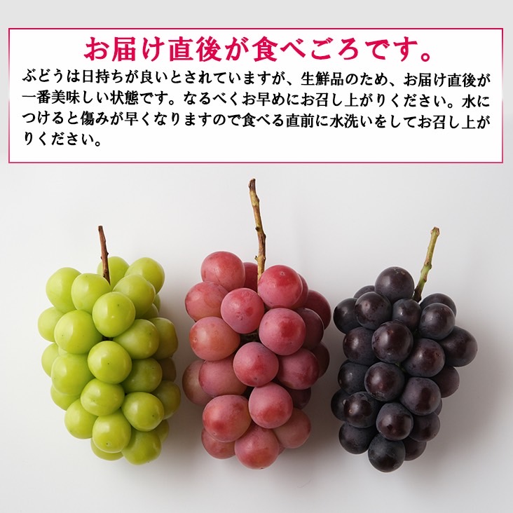 厳選 マイハート1房 500g以上 ハート形のかわいい葡萄【2025年発送】（IS）B15-457
