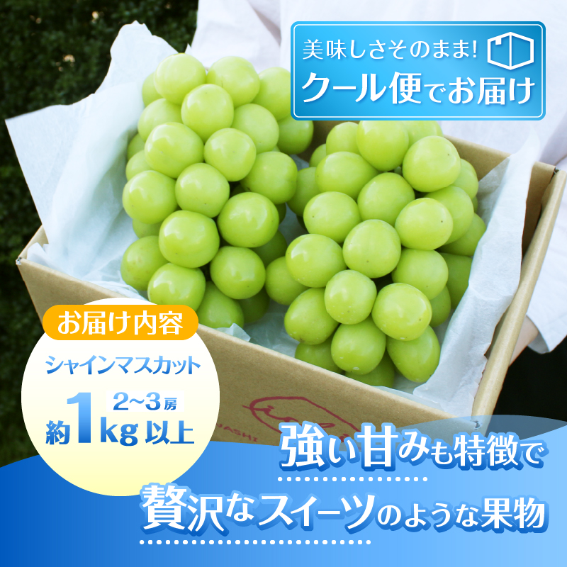 葡萄の里 シャインマスカット 2～3房（1kg以上）【2026年発送】（HK）B12-440
