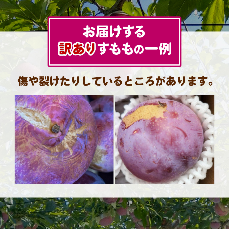 【訳あり】童夢のすもも「貴陽」化粧箱 9玉（約1.35～1.7kg）【2026年発送】（DOM）A07-141