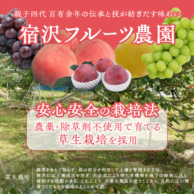 【宿沢フルーツ農園】山梨のフルーツ定期便5回コース 3～4名様用（SF）J-101