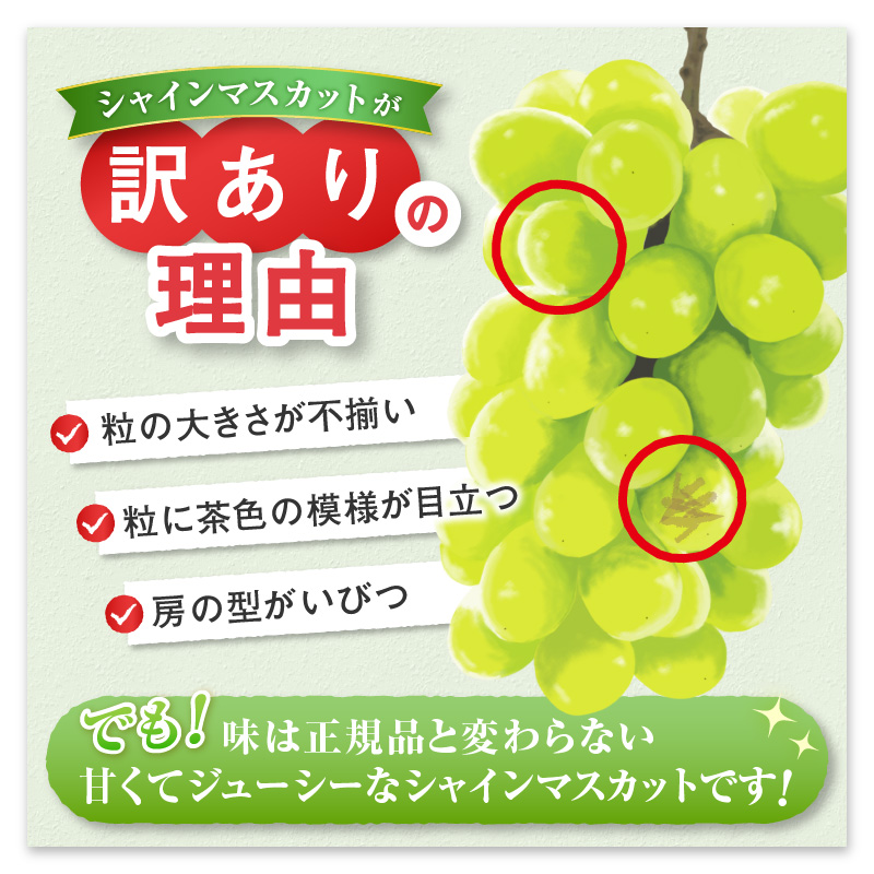 【訳あり】魅惑のボリューム感『シャインのふるさと甲州』シャインマスカット2～4房（約1.2kg）【2026年発送】（SFK）B11-855