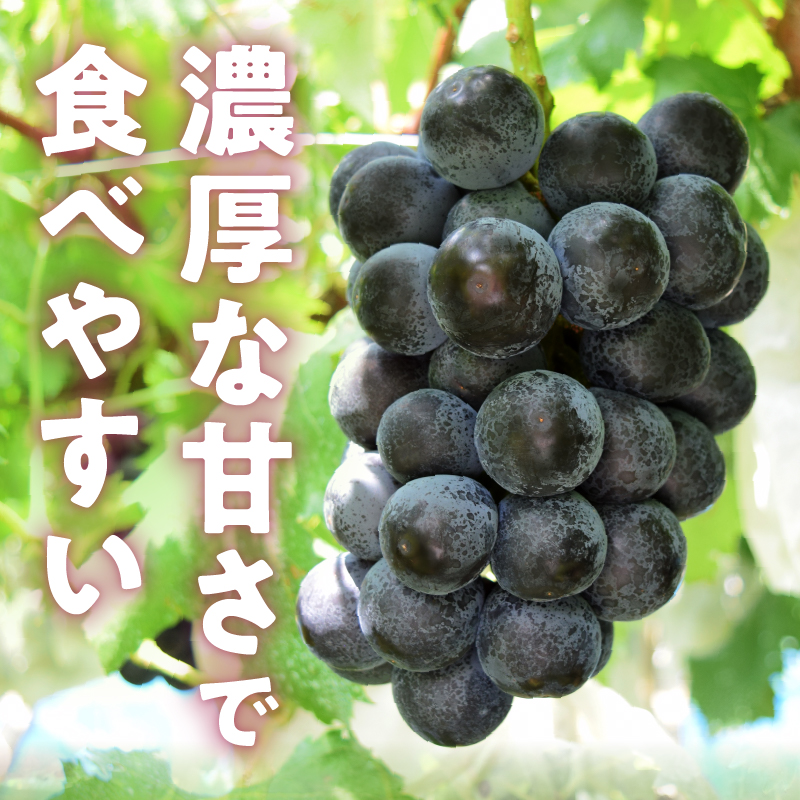 極希少品種！！旬の採れたてブラックビート 1.1kg以上（2房～3房）【2025年配送】（HO）B12-146