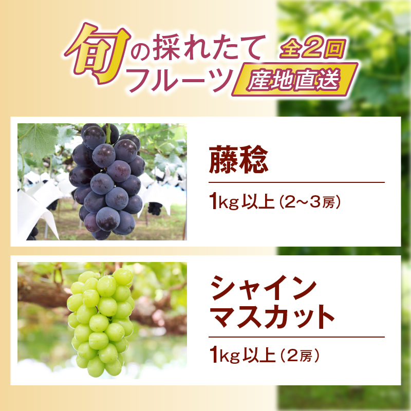 【定期便】旬の採れたて2回定期便（藤稔・シャインマスカット）【2026年発送】（HO）B19-410