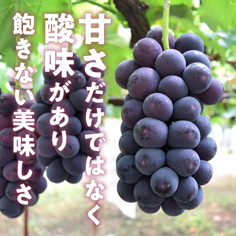 元祖黒系！！旬の採れたて種なし巨峰1.0kg以上（2房～3房）【2026年配送】（HO）B12-148