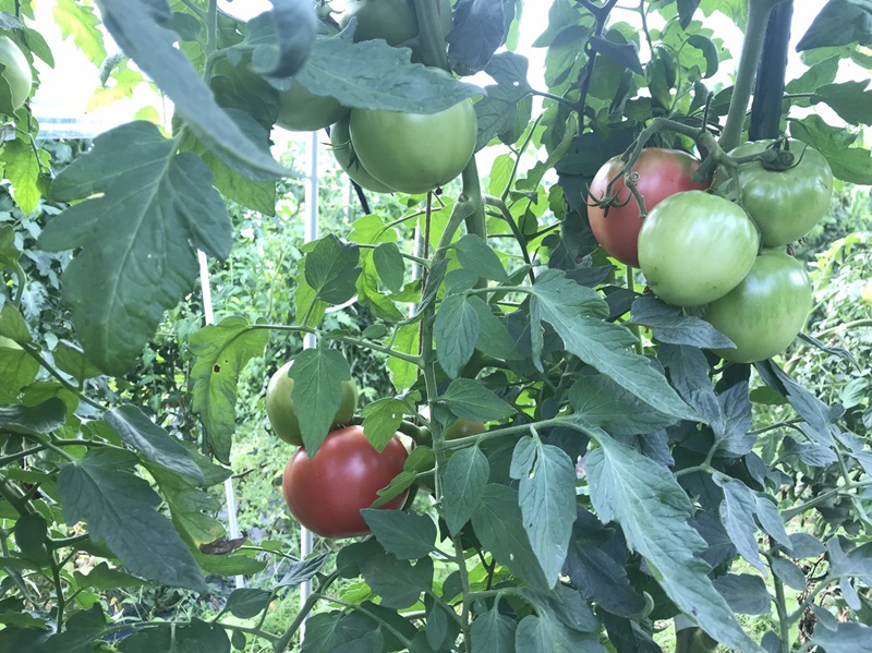 甲州屋厳選 甲州高原トマト 約4kg【2026年発送】B-405