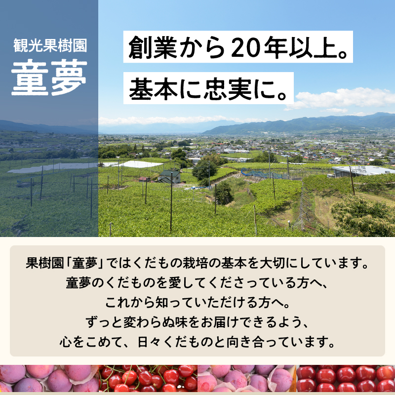 【訳あり】童夢のすもも「貴陽」化粧箱 10～11玉（約1.1～1.4kg）【2026年発送】（DOM）A05-141