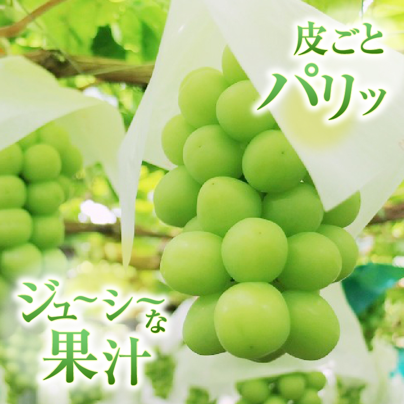甲州市産 厳選 訳あり 粒々シャインマスカット 約1.0kg【2026年発送】（APX）A09-196