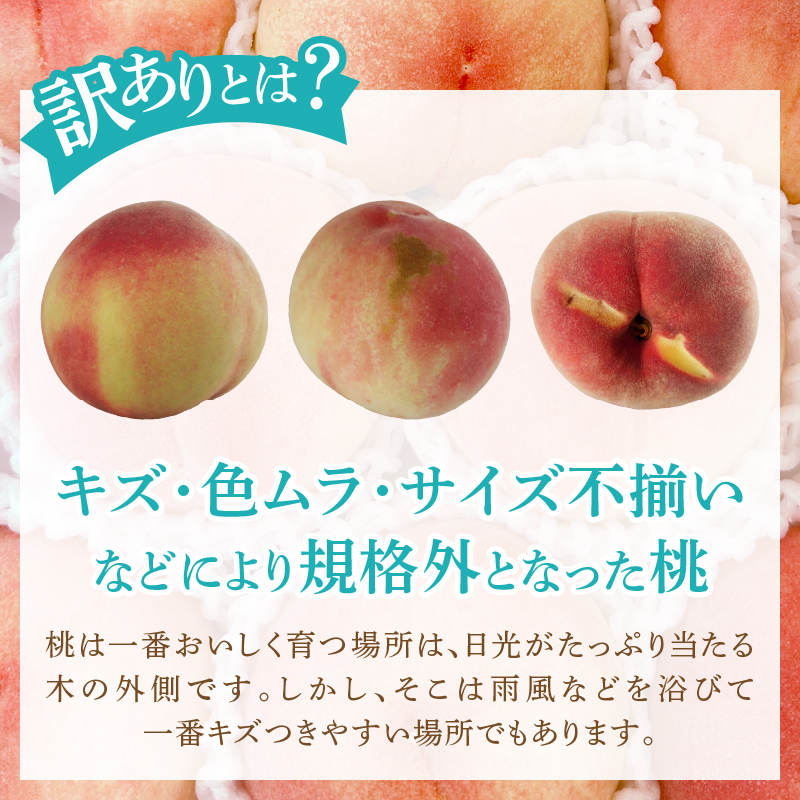 味自慢桃【訳あり品】を感謝込めて朝どれでお贈りします！約2kg（4～8玉）【2026年発送】（LMS）A07-415