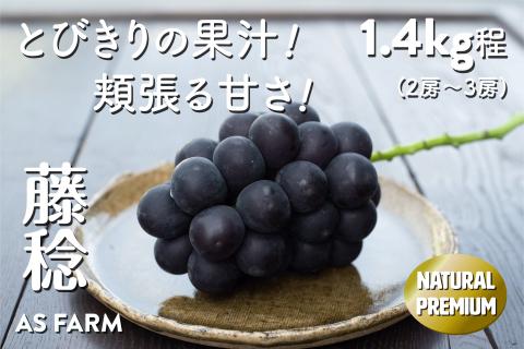 湧き出る果汁が魅力！甲州市産「藤稔」約1.4kg（2～3房）数量限定【2026年発送】（ASF）B-145