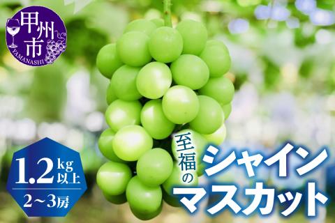 シャインマスカット1.2kg以上（2房～3房）【2025年発送】（KKZ）B12-424