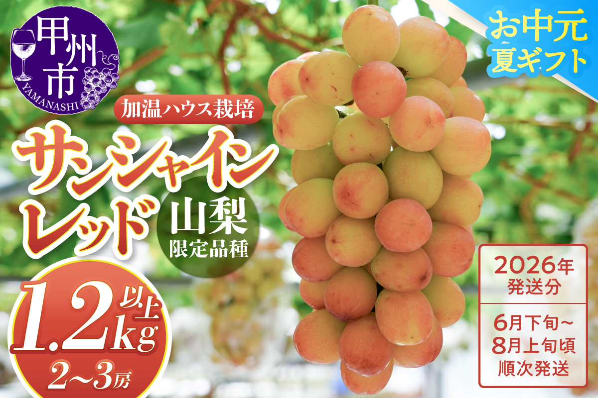 クール配送［お中元対応］山梨県限定品種 サンシャインレッド 合計1.2kg以上【2026年発送】（MS）F-111