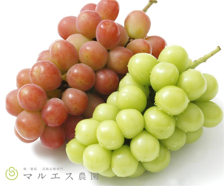 クール配送 サンシャインレッド シャインマスカット 計1.2kg以上【2026年発送】（MS）C1-162