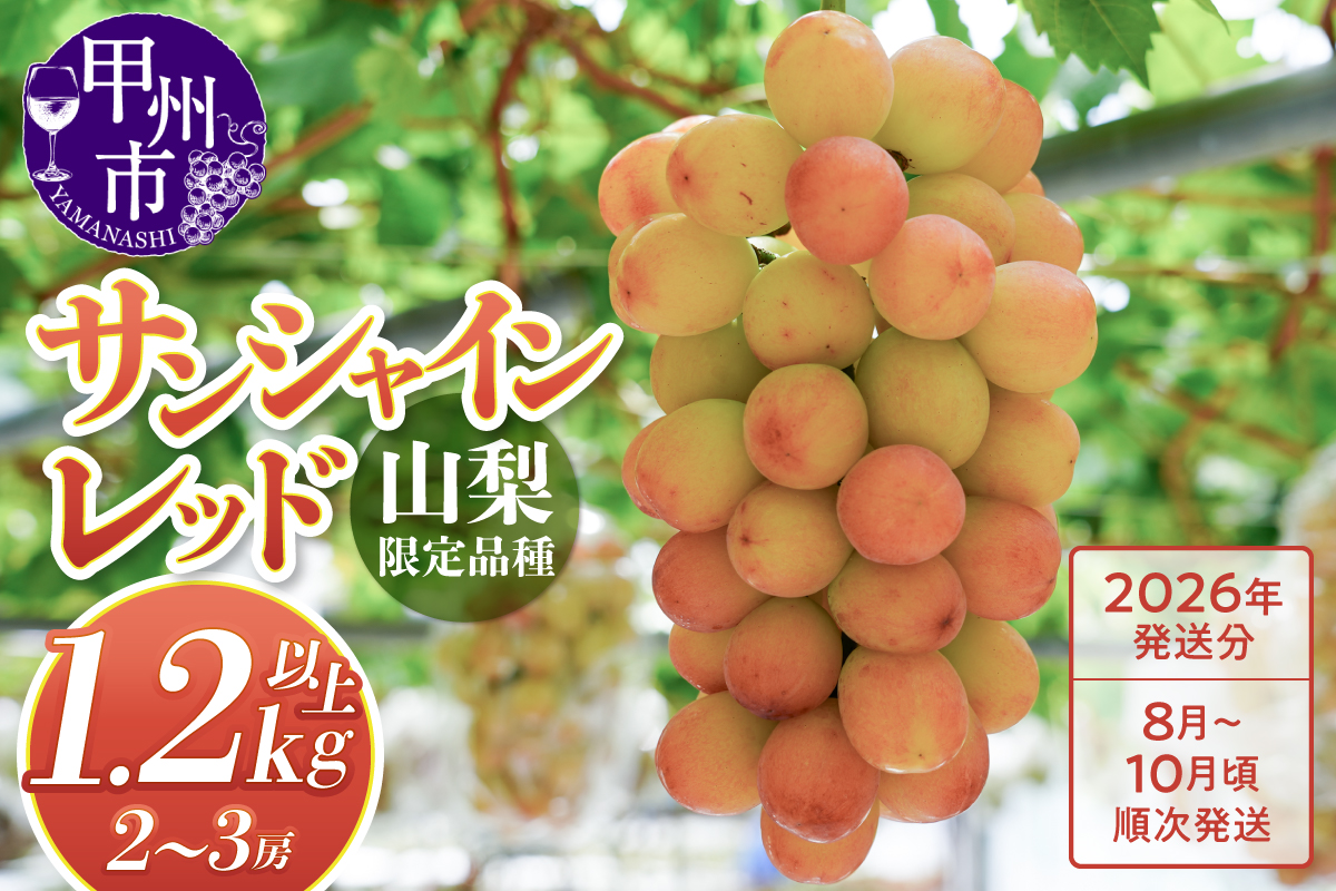 クール配送 山梨県限定品種 サンシャインレッド 合計1.2kg以上【2026年発送】（MS）D-127