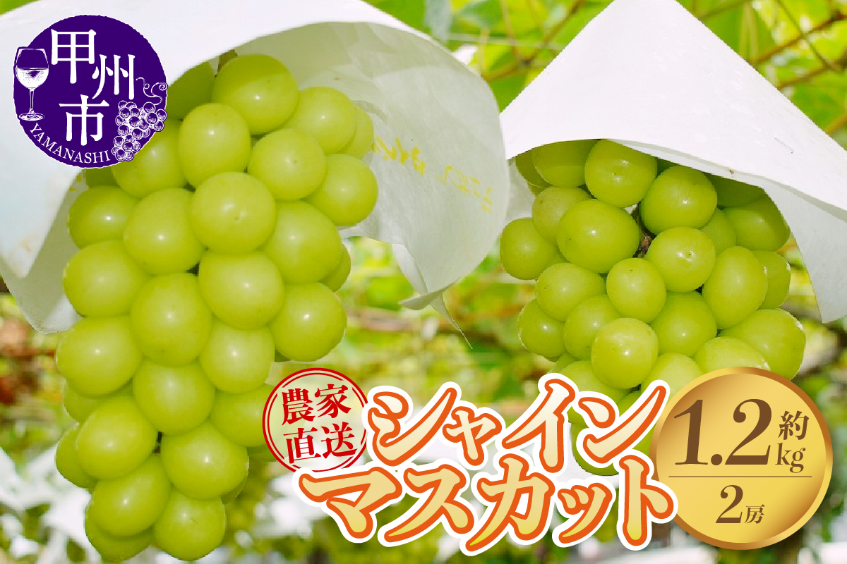 さんちゃんファームのシャインマスカット2房 約1.2kg【2025年発送】B-152