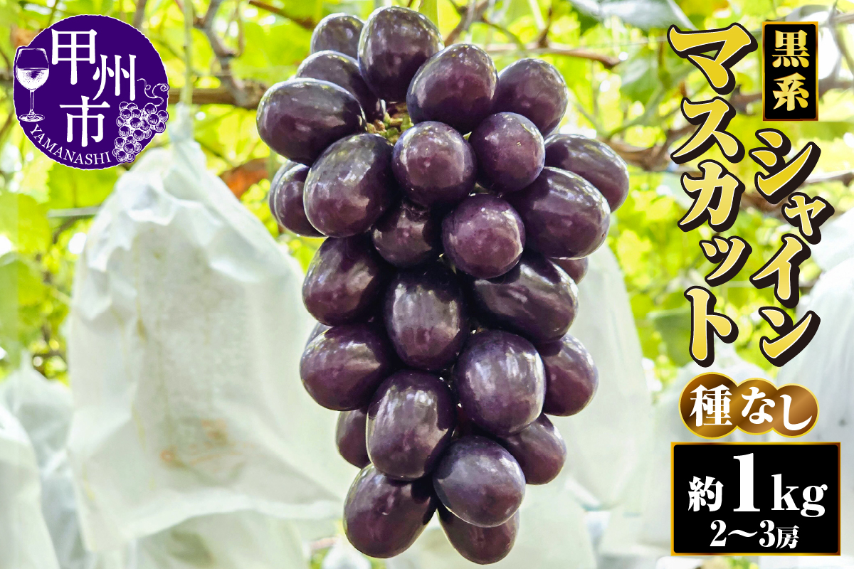 黒系シャインマスカット（種無し）約1kg（2～3房）朝採り直送【2025年発送】（AF）B18-413
