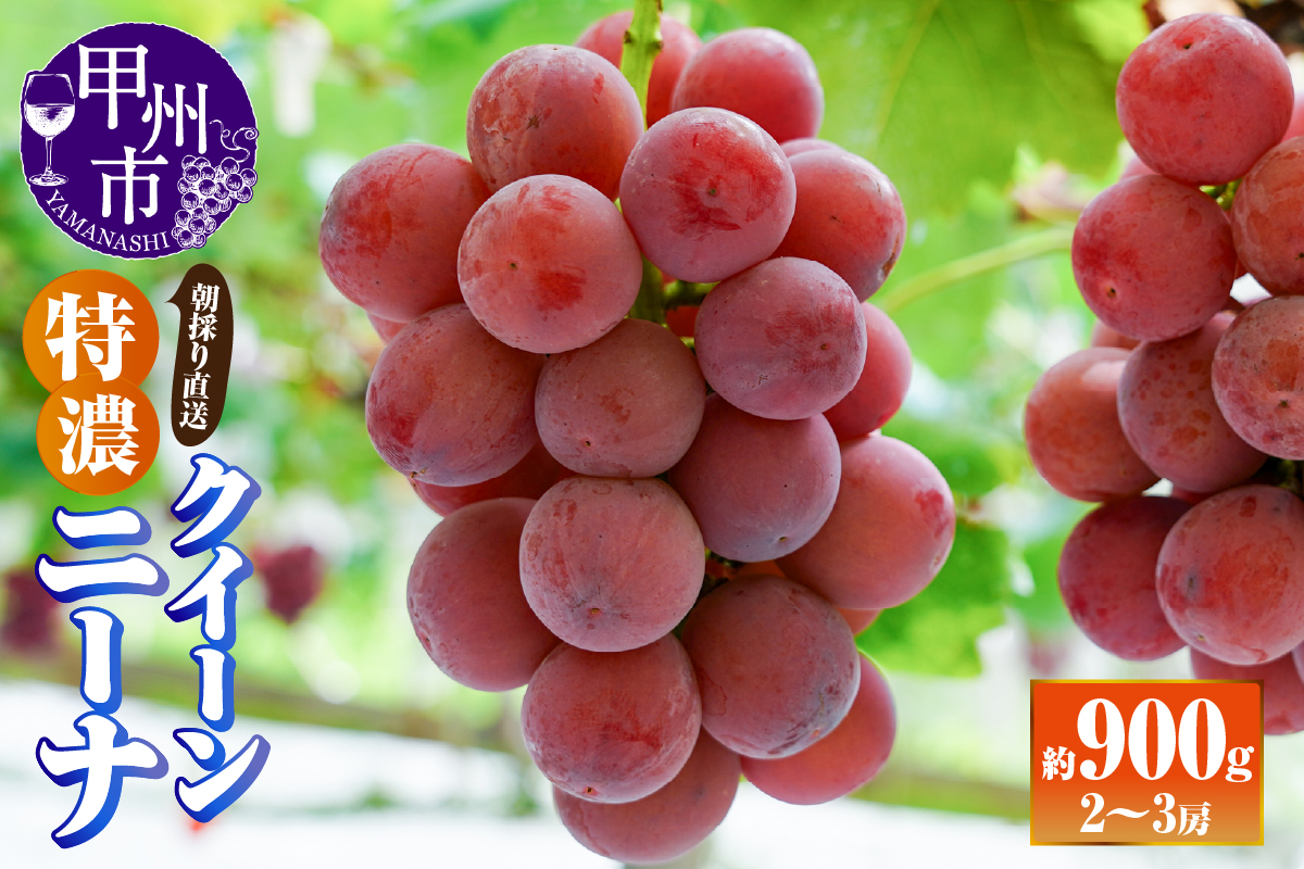 【朝採り直送】特濃クイーンニーナ（種無し）約900g（2～3房）【2026年発送】（AF）B18-412