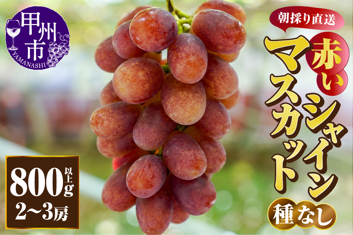 赤いシャインマスカット（種無し）800g以上【2～3房】朝採り直送（クイーンマスカット・サンシャインレッド・紅シャイン2号）【2026年発送】（AF）B13-450