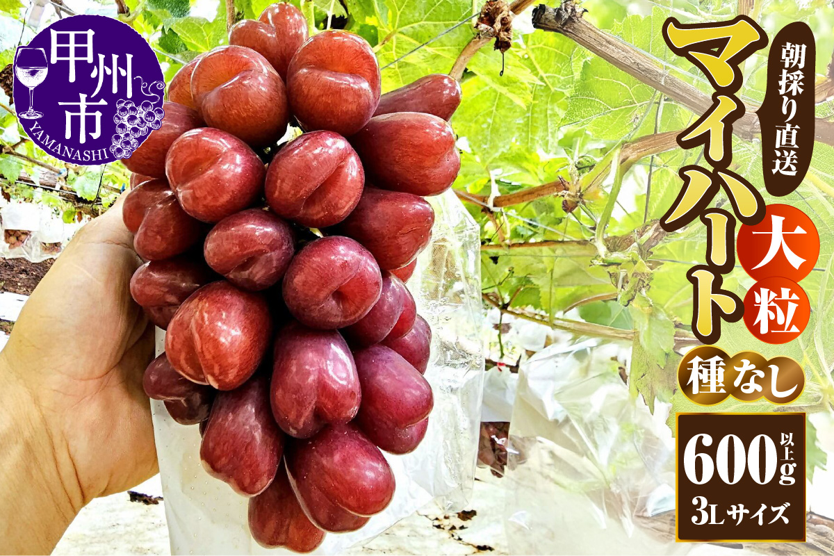 【朝採り直送】大粒マイハート（種無し）600g以上【3Lサイズ】【2025年発送】（AF）B11-450
