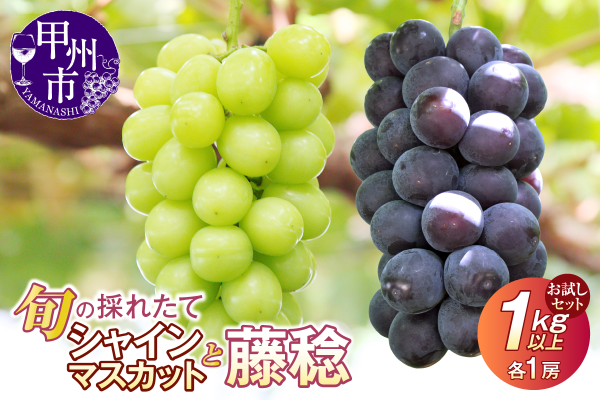 【クール配送】お試しセット！旬の採れたてシャインマスカット＆藤稔 1.0kg以上（各1房）【2025年発送】（HO）B-427