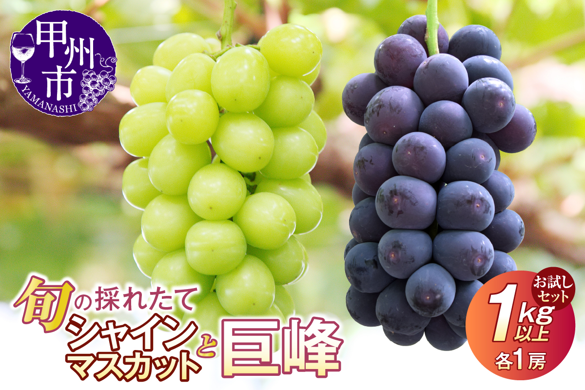 【クール配送】お試しセット！旬の採れたてシャインマスカット＆巨峰 1.0kg以上（各1房）【2026年発送】（HO）B-428