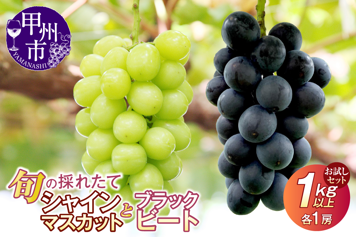【クール配送】お試しセット！旬の採れたてシャインマスカット＆ブラックビート 1.0kg以上（各1房）【2026年発送】（HO）B-429