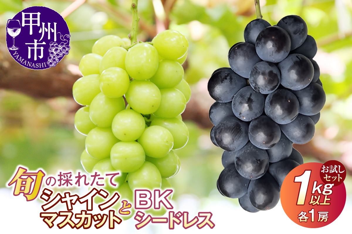 【クール配送】お試しセット！旬の採れたてシャインマスカット＆BKシードレス 1kg以上（各1房）【2026年発送】（HO）B-1411