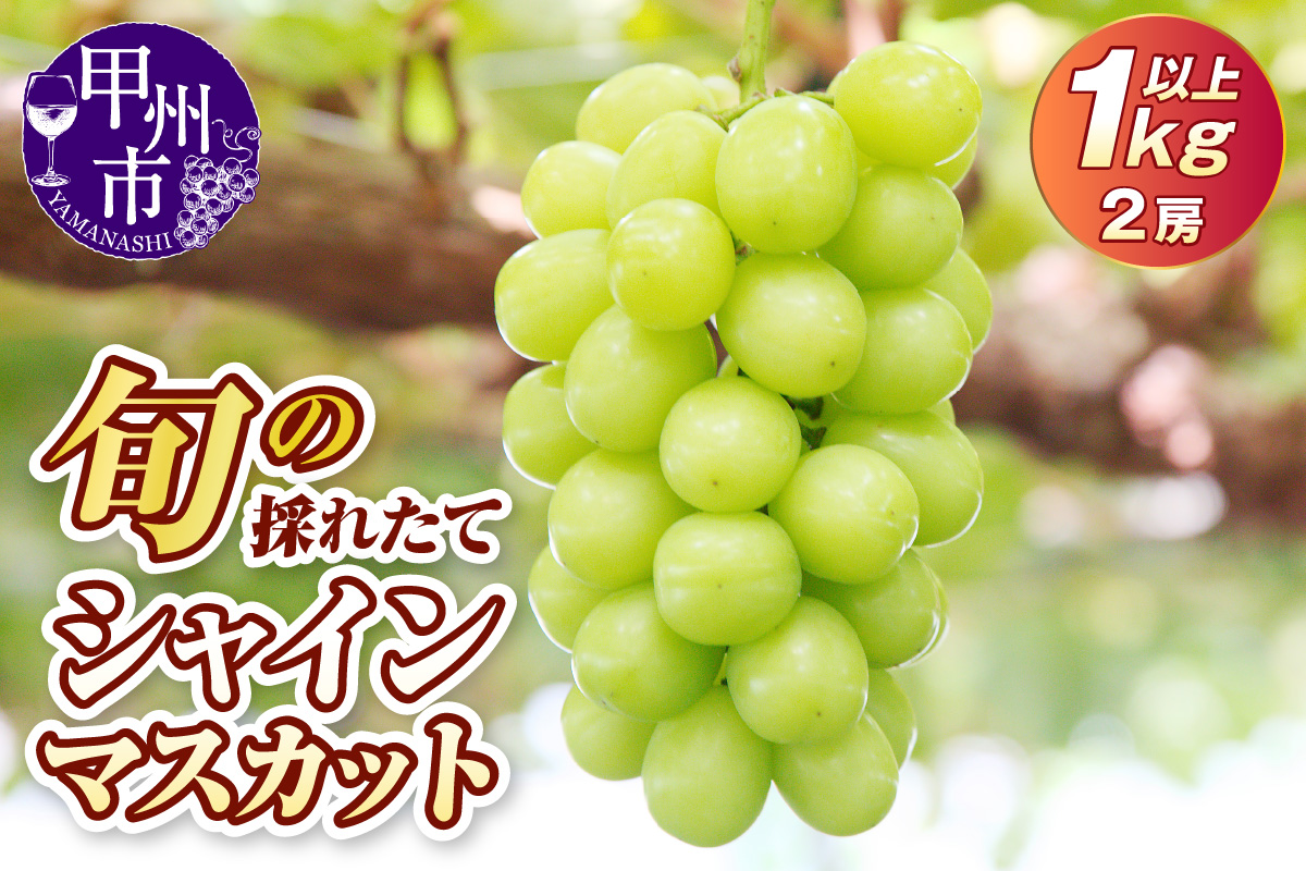 旬の採れたて大粒シャインマスカット1.0kg以上（2房）【令和8年 2026年発送】（HO）B-417