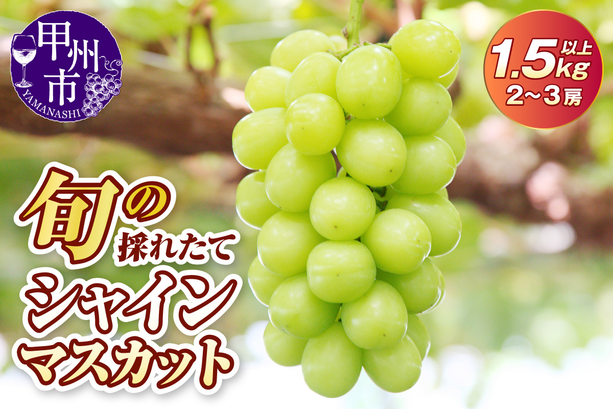 旬の採れたて大粒シャインマスカット1.5kg以上（2～3房）【令和8年 2026年発送】（HO）B13-150