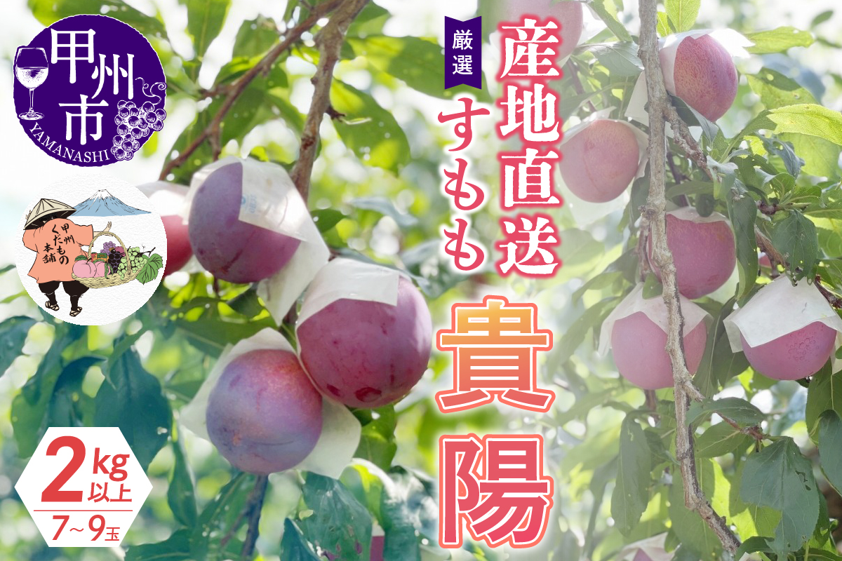 厳選！産地直送すもも「貴陽」2kg以上（7～9玉）【2025年発送】（KKH）B15-425