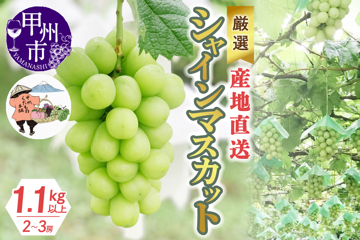 厳選！産地直送ぶどう「シャインマスカット」1.1kg以上（2～3房）【2025年発送】（KKH）B-491
