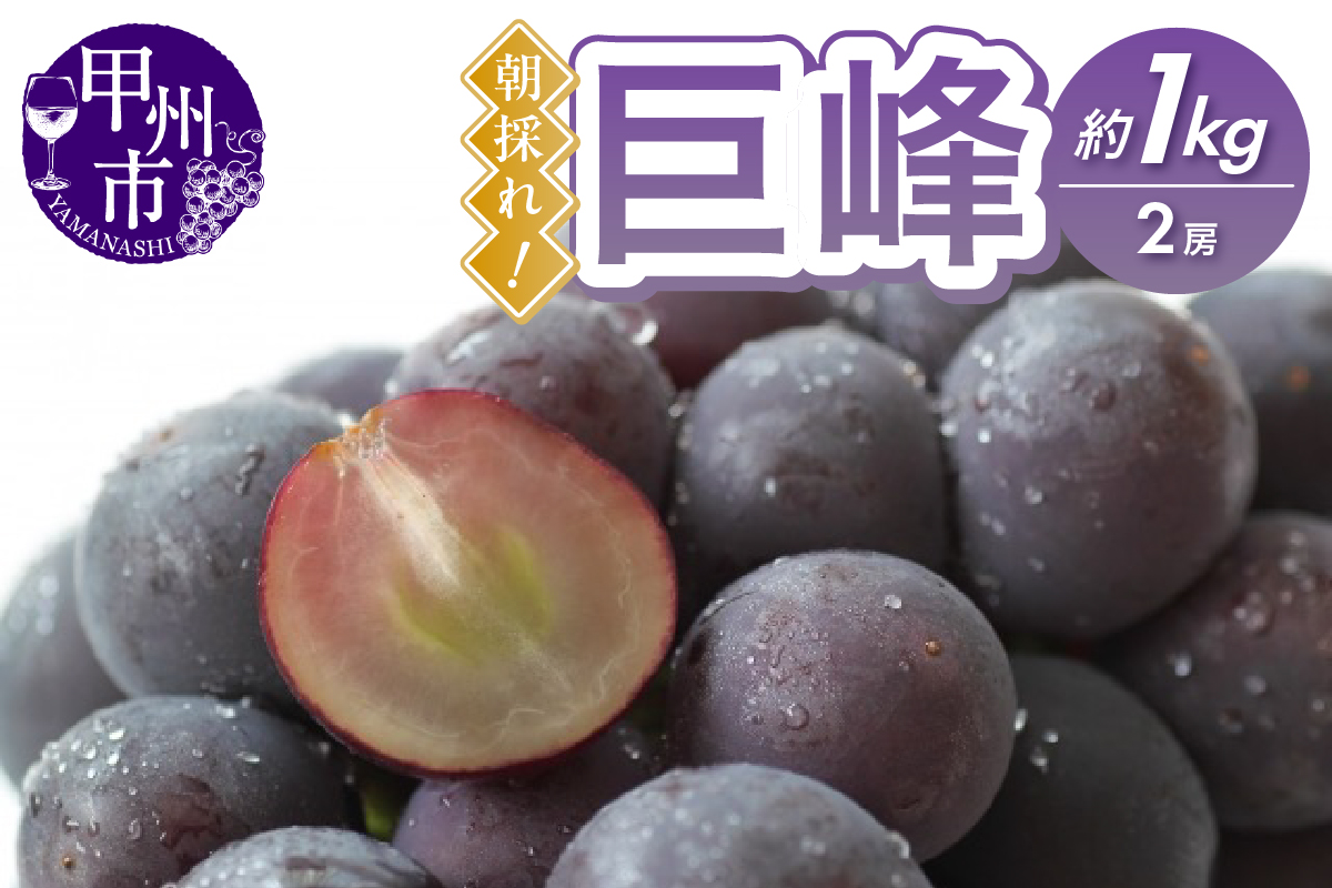 甲州市産 朝採れ！巨峰 約1kg（2房）【2026年発送】（RC）B-439 rocca
