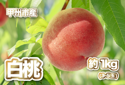 【産直 甲州市 白桃 約1kg】50年以上受継ぐ目利き力！【2026年発送】（PJ）B-166