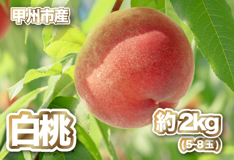 【産直 甲州市 白桃 約2kg】50年以上受継ぐ目利き力！【2026年発送】（PJ）B15-166