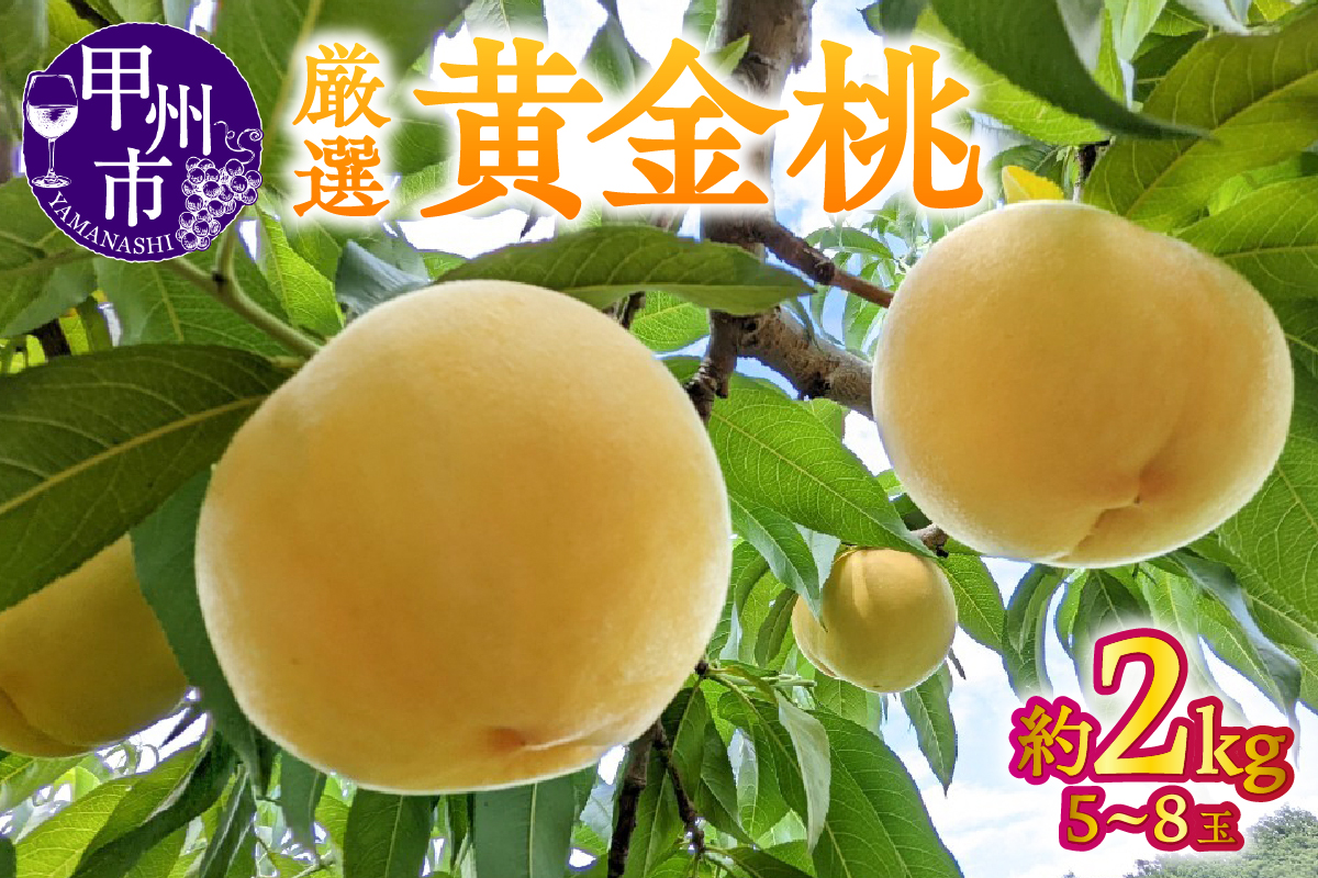 【宿沢フルーツ農園】厳選 黄金桃 約2kg（5～8玉）【2026年発送】（SF）B-193