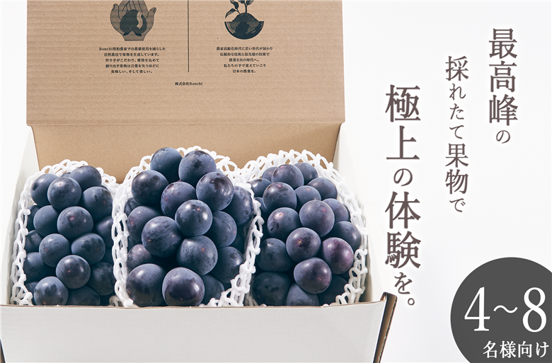 甲州市産 種無し大粒巨峰 3房入り 約1.5kg 自然農法【2025年発送】（BNC）D5-111