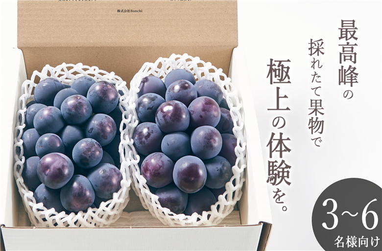 甲州市産 種無し大粒ピオーネ2房入り 約1.1kg 自然農法【2025年発送】（BNC）C5-450