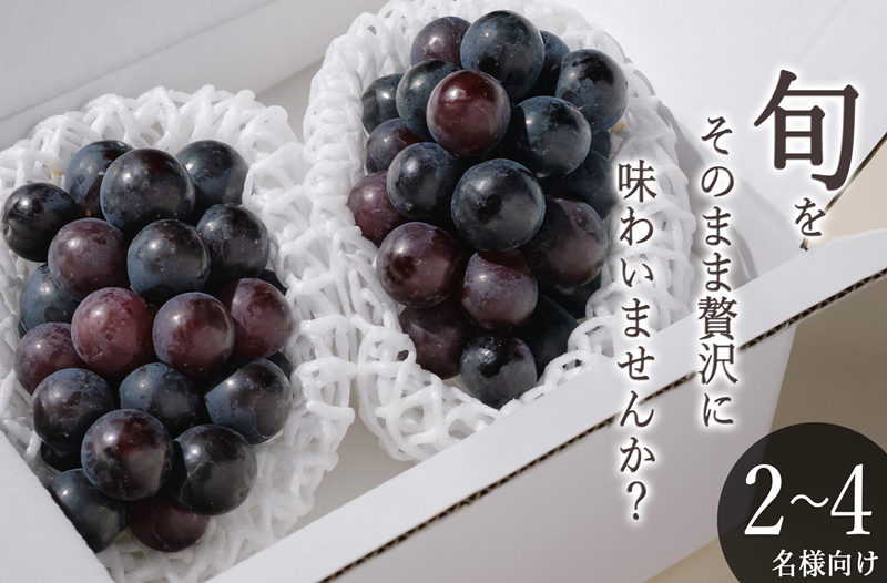 甲州市産 種無しピオーネ 2房入（約900g）自然農法【2026年発送】（BNC） B-463