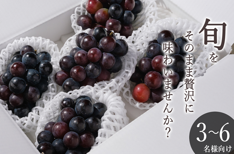 甲州市産 種無しピオーネ 4～5房入（約1.8kg）自然農法【2026年発送】（BNC）B18-424